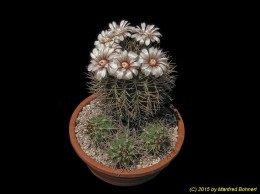 Gymnocalycium pugionacanthum 335